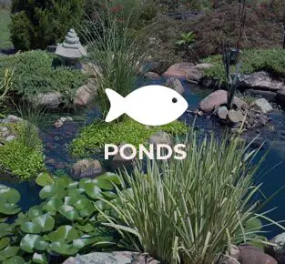 A pond with plants and fish in it